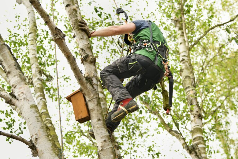 man climber on a tree to trim branches 768x512