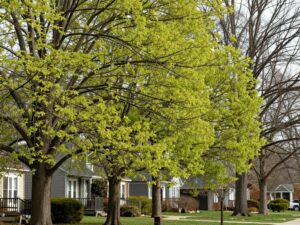 Healthy trees in a Plymouth MI neighborhood showing early spring growth.