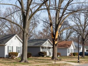 Trees in Plymouth MI with evidence of wildlife damage as winter fades.