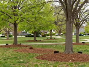 Healthy trees mulched properly in Plymouth MI during spring