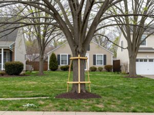 Mature trees in a Plymouth MI yard with cabling and bracing for support