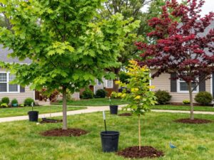 Backyard planting of native trees in Plymouth MI with local wildlife