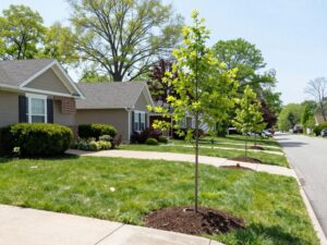 Residents in Plymouth MI watering and mulching newly planted trees in their front yards this spring.
