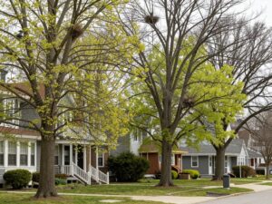 Trees in a Plymouth MI neighborhood with signs of bird nesting activity