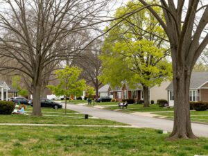 Healthy trees in a Plymouth MI neighborhood during spring season.