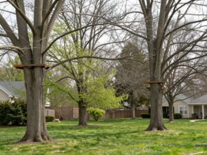 Residential yard in Plymouth MI with trees showing signs of cabling and bracing for storm prevention.