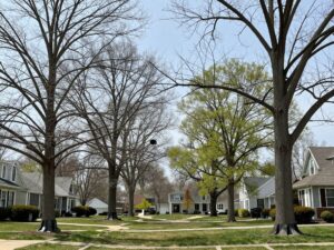 Residential trees in Plymouth MI prepared for spring hailstorms