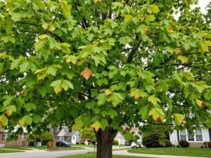 Tree canopy in Plymouth MI showing signs of distress with discolored leaves amidst a suburban landscape.