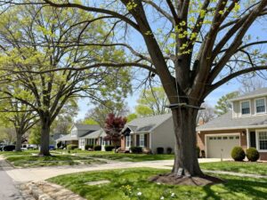 Homeowners in Plymouth MI assessing tree support against strong winds