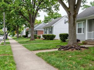 Tree roots near home foundations in Plymouth MI residential area.