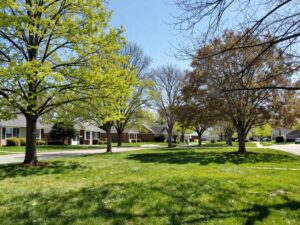 Healthy trees in Plymouth MI during springcarefully receiving deep watering to promote growth.