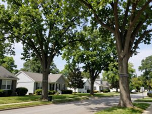Strong, mature trees in Plymouth MI with support systems visible