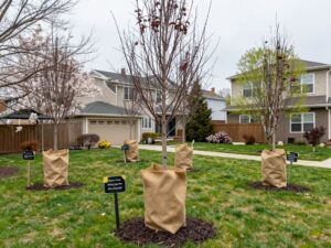 Young trees in Plymouth MI covered with burlap to protect from frost