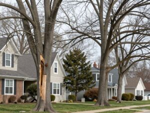 Homeowner inspecting mature trees for structural safety in Plymouth MI
