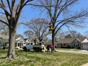 Tree service professionals conducting safe tree removal in Plymouth MI during spring.