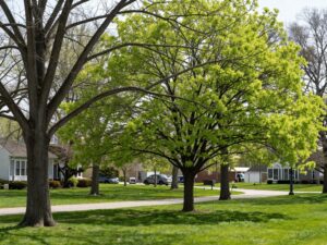 Healthy trees in Plymouth MI during spring season