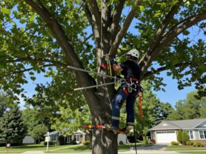 Arborist cabling and bracing a mature tree in Plymouth MI to enhance stability.