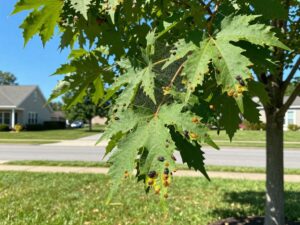 Healthy tree in Plymouth MI showing potential pest signs like honeydew and webbing.