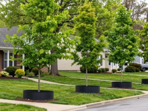 Protected trees in Plymouth MI with tree guards to prevent wildlife damage.