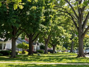 Tree canopy thinning in residential Plymouth MI to enhance growth and resilience.