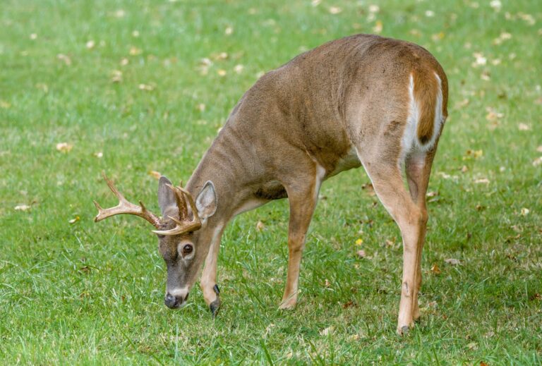 DNR: Early Archery Deer Kill Passes 18,000 Mark