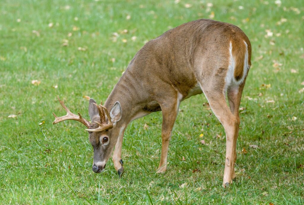 Michigan DNR Offers Free Deer Aging